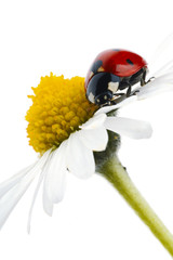 ladybug © milosluz