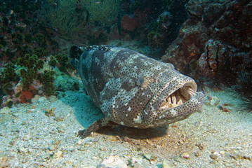 Huge potato grouper resting
