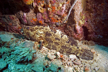 Giant Grouper, koh Tao, Thailand