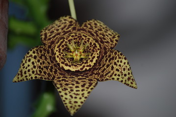 Exoitsche Kaktusblühte