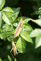 Grasshoppers