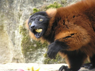 Lemur Eating