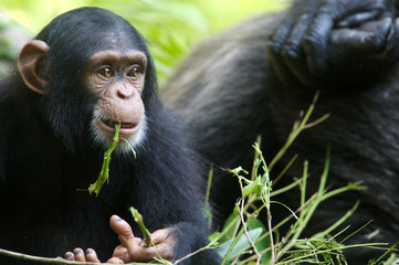 Chimpanzee