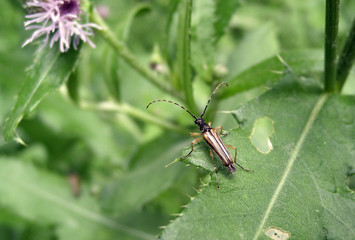 Longhorn Flower Beetle (Lineola)