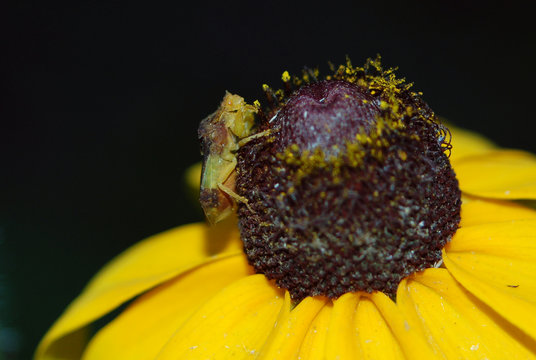 Female Ambush Bug (Phymata)