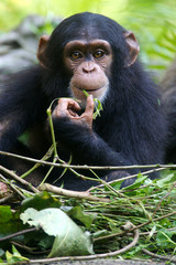 Chimpanzee