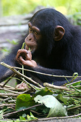 Chimpanzee