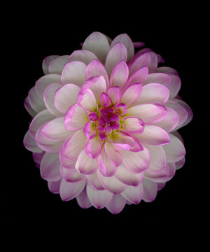 Dahlia pink and white