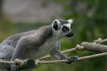 Lemur