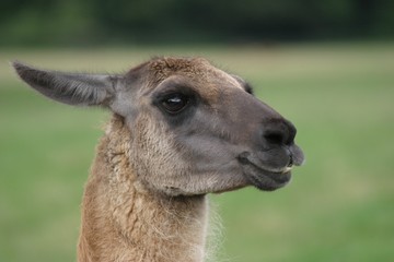 Obraz premium Lama Profil 2