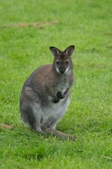 Zwergkänguru