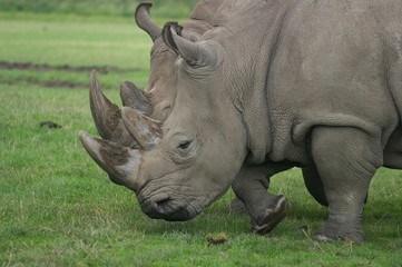 Fototapeta premium Koloss in Bewegung
