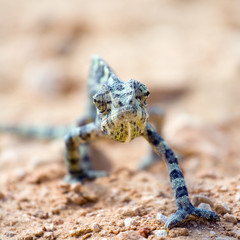 Angry chameleon
