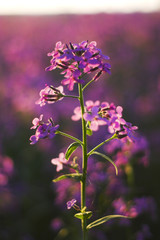 Macro pink wild flowers