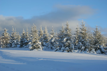trees with snow