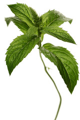 mint © milosluz