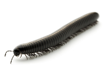 millipede