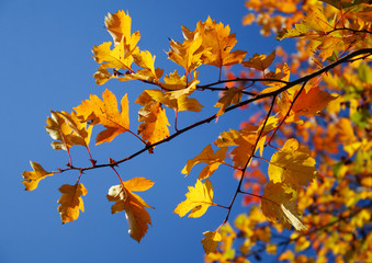 Leaves over sky