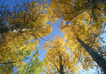 Yellow trees