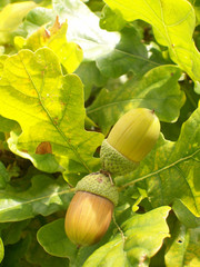 torekov acorn 03