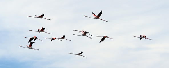 Vol de flamands roses