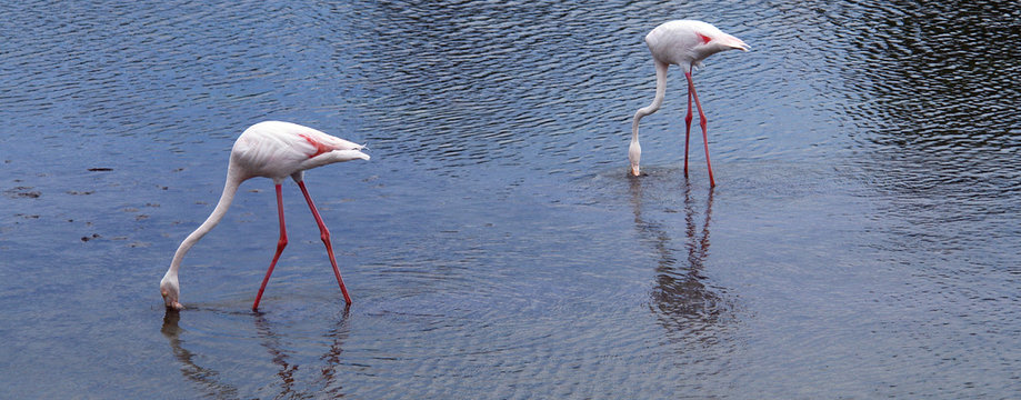 Flamands roses