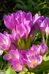 Crocus