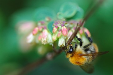 abeille