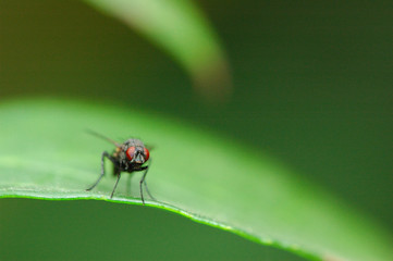 mouche