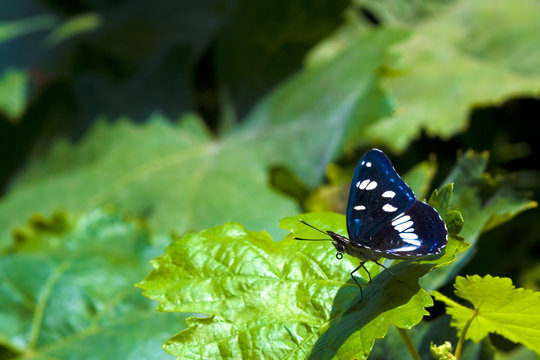 butterfly