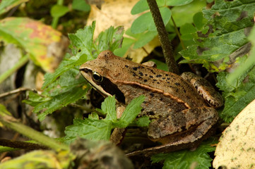 Green frog on leaves