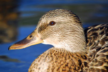 Fototapeta premium Female Mallard Duck