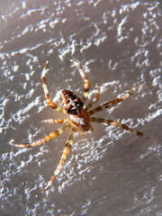 Kreuzspinne