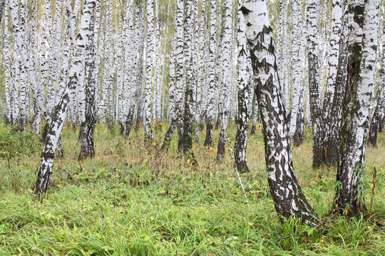 Summer birch wood