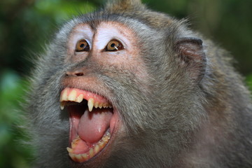 Angry wild monkey (long-tailed macaque) portrait