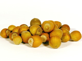Haselnuss