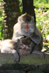 Monkey grooming another (long-tailed macaque)