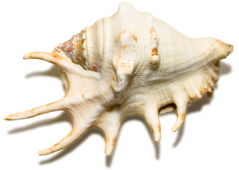 Cockleshell on white background