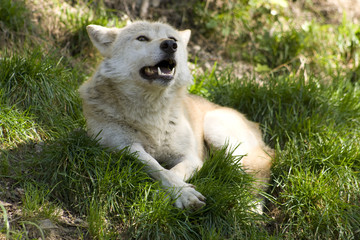 Obraz premium Junger Wolf