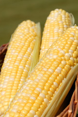 Three ears of fresh corn in a basket