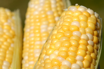Close up of three ears of fresh corn in a basket