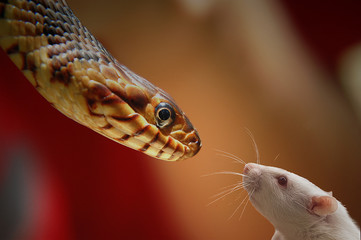 Pleased to meet you...