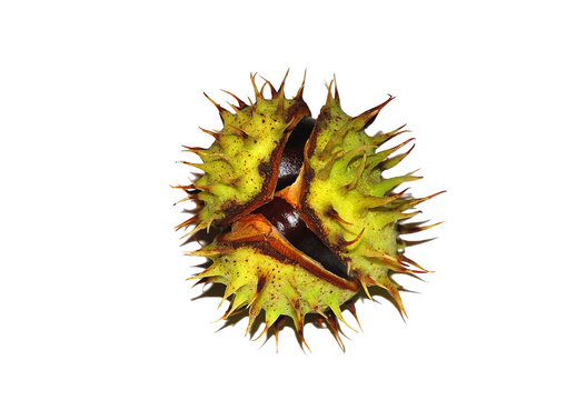 Riccio