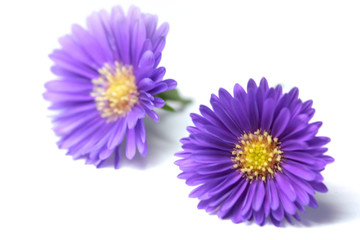 Fototapeta premium Purple Flowers 