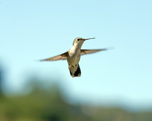 A flying female Ruby-throated Hummingbird. Blue sky.
