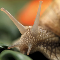snail
