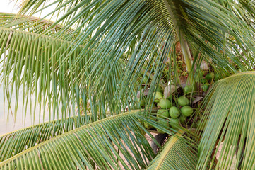 Palm Tree with Coconuts