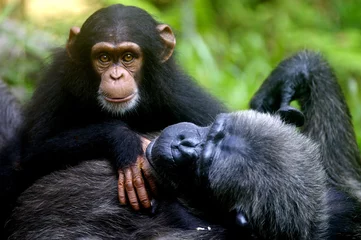 No drill blackout roller blinds Monkey Chimpanzee