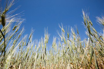 Obraz premium Wheat Detail