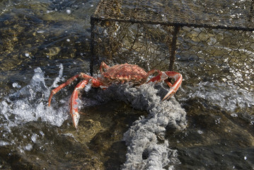 Seespinne und Krebskorb